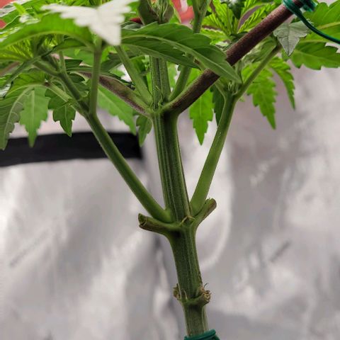 Mimosa x Orange Punch growlog timeline photo