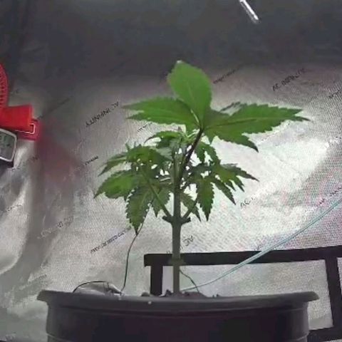 Mimosa x Orange Punch growlog timeline photo
