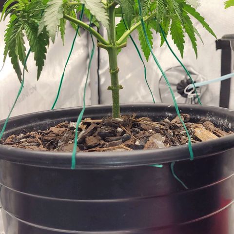 Mimosa x Orange Punch growlog timeline photo