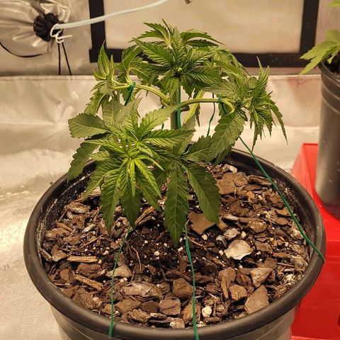 Mimosa x Orange Punch growlog timeline photo