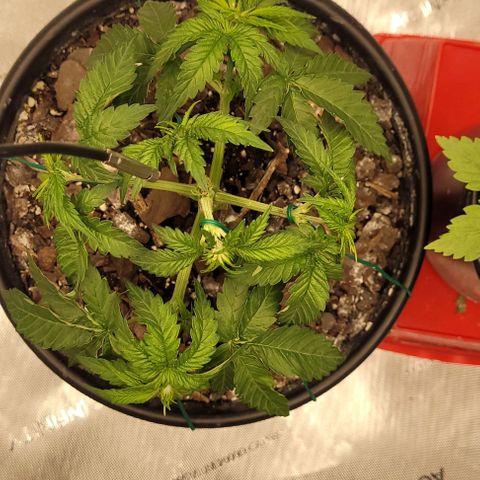 Mimosa x Orange Punch growlog timeline photo