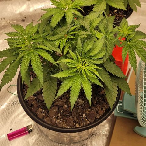 Mimosa x Orange Punch growlog timeline photo