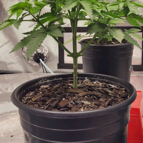 Mimosa x Orange Punch growlog timeline photo