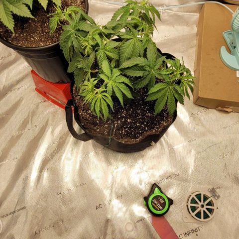 Mimosa x Orange Punch growlog timeline photo