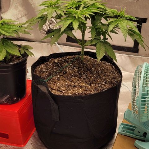 Mimosa x Orange Punch growlog timeline photo