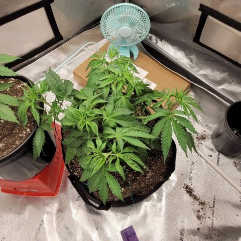 Mimosa x Orange Punch growlog photo: Yea yea I kno I need to clean up, smh 