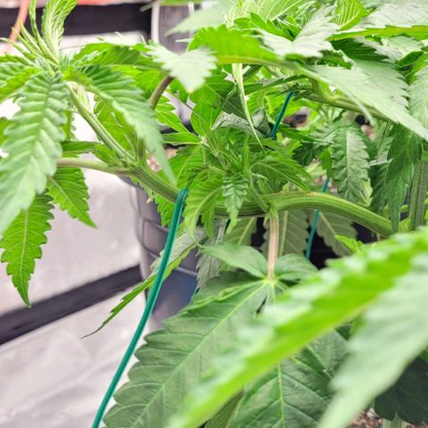 Mimosa x Orange Punch growlog photo: Yea yea I kno I need to clean up, smh 
