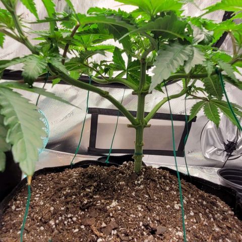 Mimosa x Orange Punch growlog timeline photo