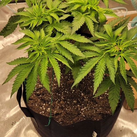 Mimosa x Orange Punch growlog timeline photo