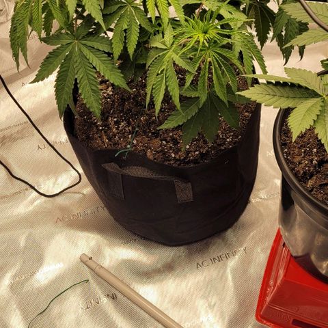 Mimosa x Orange Punch growlog timeline photo