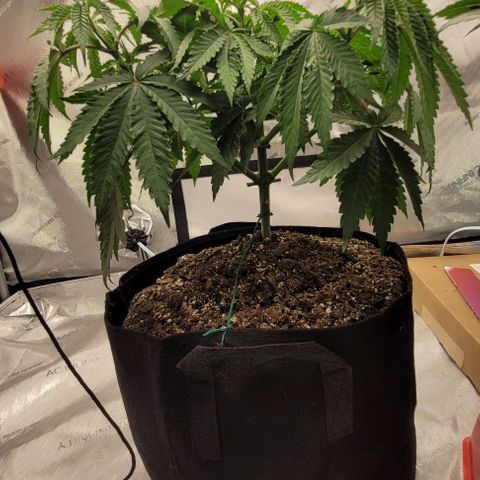 Mimosa x Orange Punch growlog timeline photo
