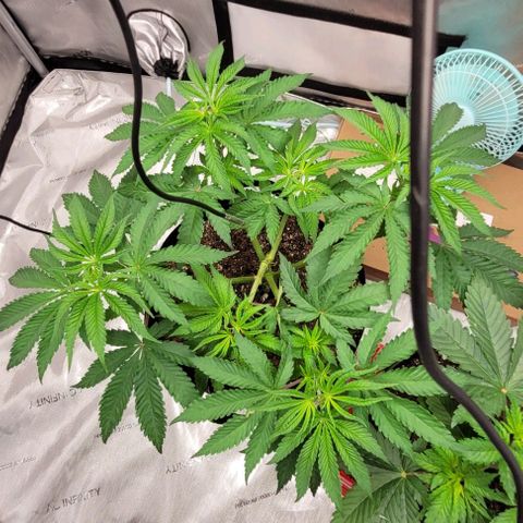 Mimosa x Orange Punch growlog timeline photo