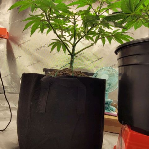 Mimosa x Orange Punch growlog timeline photo