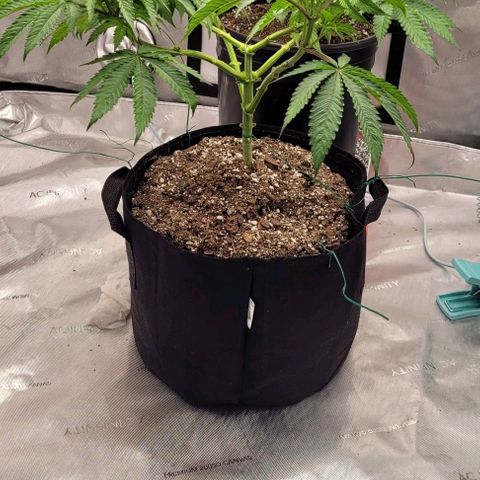 Mimosa x Orange Punch growlog timeline photo