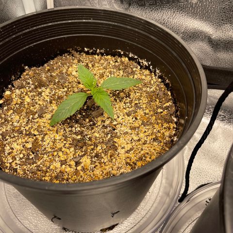 Sour Stomper growlog timeline photo