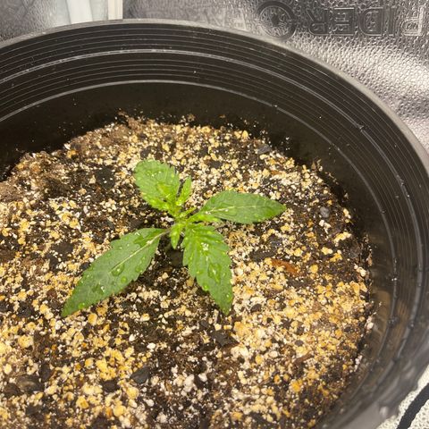 Sour Stomper growlog timeline photo