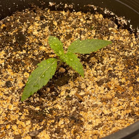 Sour Stomper growlog timeline photo