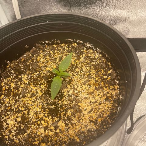 Sour Stomper growlog timeline photo