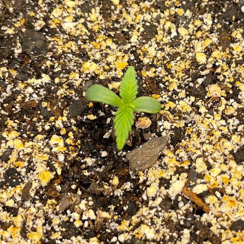 Sour Stomper growlog timeline photo