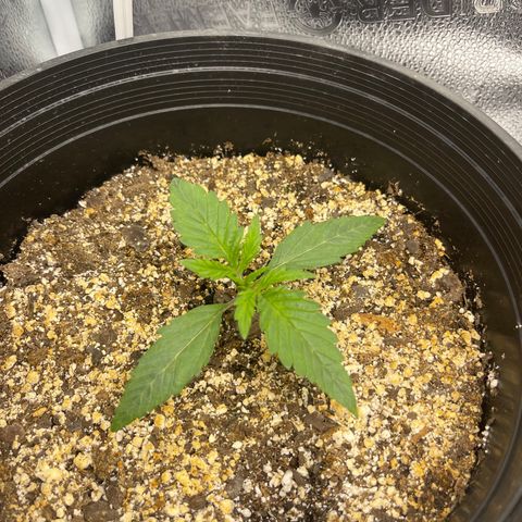 Sour Stomper growlog photo: Morning. 