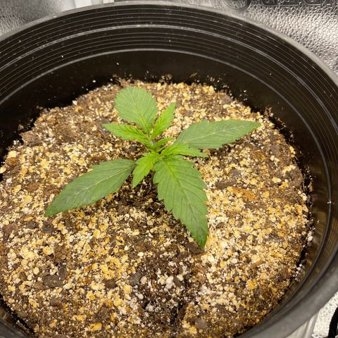 Sour Stomper growlog photo: Eve