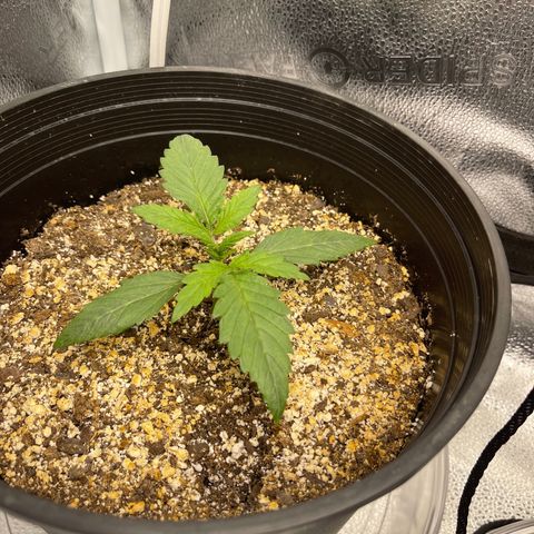 Sour Stomper growlog photo: Morning. 