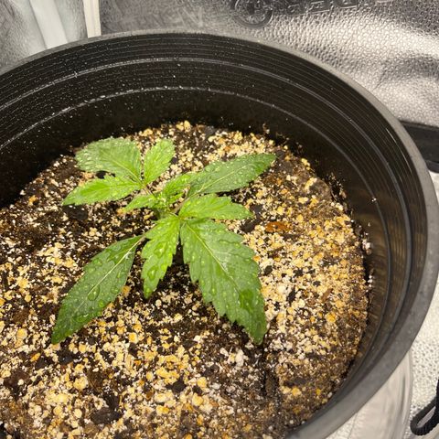 Sour Stomper growlog photo: Eve