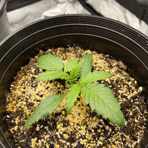 Sour Stomper growlog photo: Morning