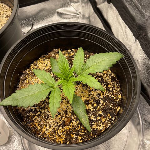 Sour Stomper growlog photo: Morning. 