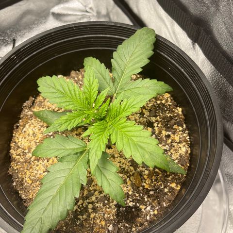 Sour Stomper growlog photo: Morning pre feed