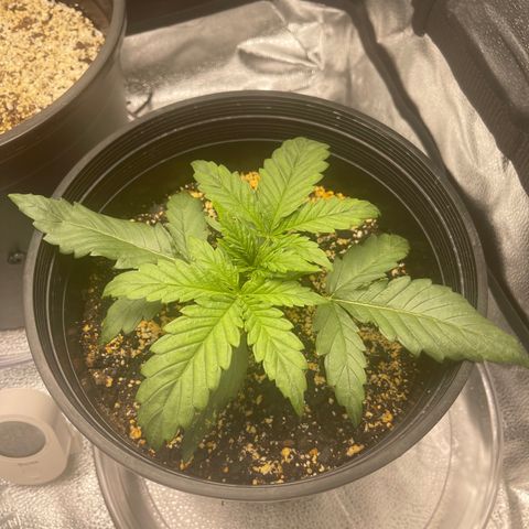 Sour Stomper growlog photo: Morning