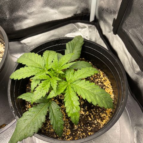 Sour Stomper growlog photo: Morning. 