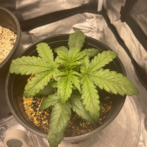 Sour Stomper growlog photo: Eve pre watering. 