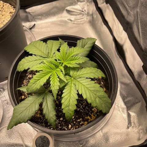 Sour Stomper growlog photo: Morning