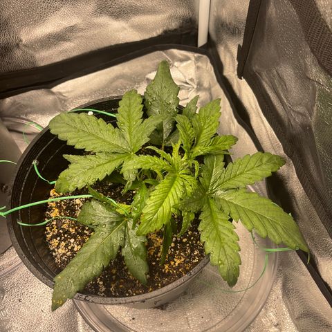 Sour Stomper growlog photo: Before and after LST