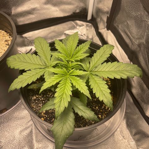 Sour Stomper growlog photo: Before and after LST