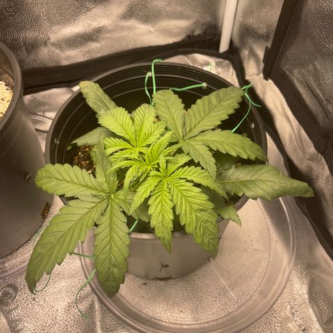 Sour Stomper growlog photo: Morning
