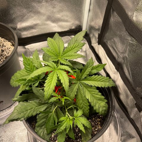 Sour Stomper growlog photo: Some LST 