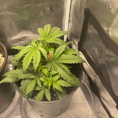 Sour Stomper growlog timeline photo