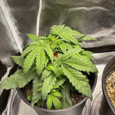 Sour Stomper growlog timeline photo