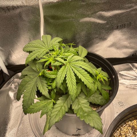 Sour Stomper growlog timeline photo