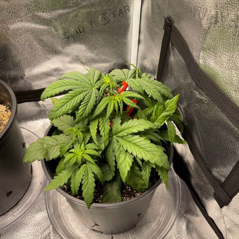 Sour Stomper growlog timeline photo