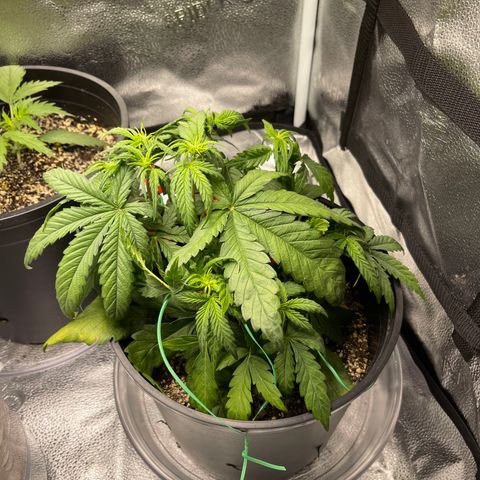 Sour Stomper growlog timeline photo