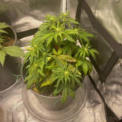 Sour Stomper growlog timeline photo