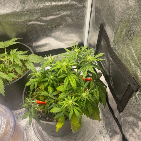 Sour Stomper growlog photo: Some leaf tucking and LST 