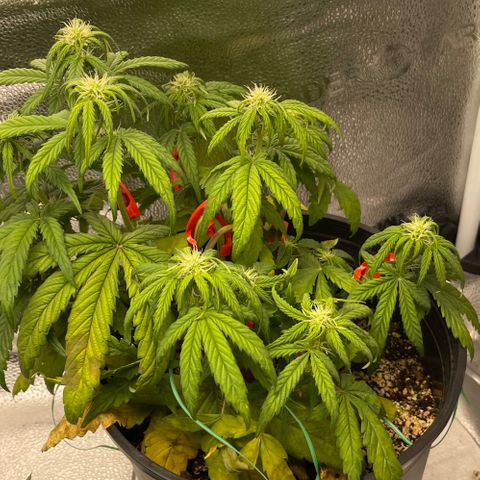 Sour Stomper growlog timeline photo