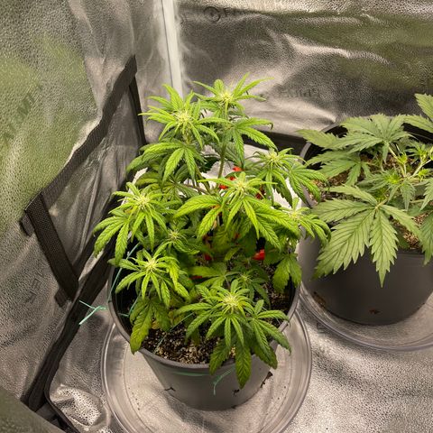 Sour Stomper growlog timeline photo