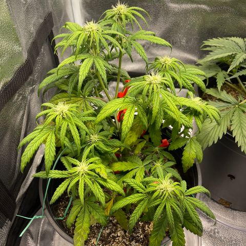 Sour Stomper growlog timeline photo