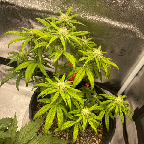 Sour Stomper growlog timeline photo