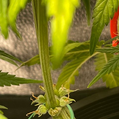 Sour Stomper growlog timeline photo